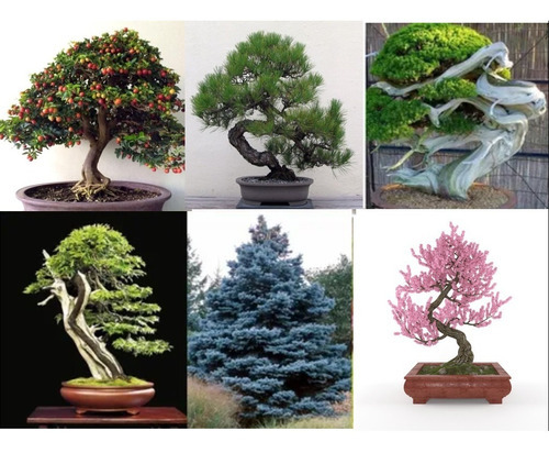 Semillas Bonsai Pinos Arce Enebro Cedro Abeto Golden Rem