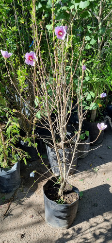 Rosa China Hibiscus Syriacus Envase -15 Litros-