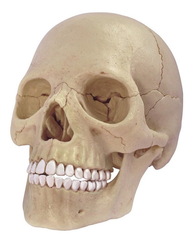 4d Master 26086 Human Anatomy Exploded Skull Model 3d Puzzle