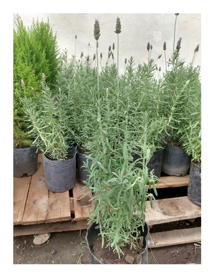 Plantas Lavanda | MercadoLibre ?