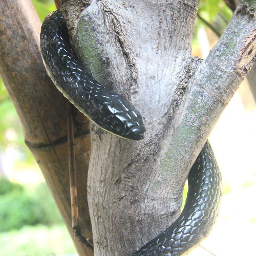 Qienjoy Juguete De Serpiente Falsa De Goma Realista De 2024