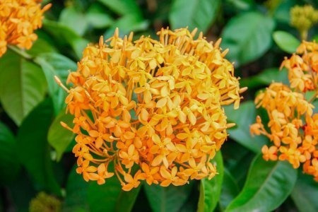 Ixora Laranja | MercadoLivre 📦