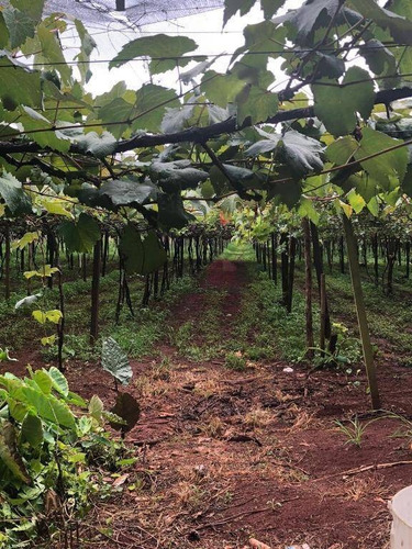 Imagem 24 de 24 de Chácara Com 3 Dormitórios À Venda, 10000 M² Por R$ 1.200.000,00 - Marialva - Marialva/pr - Ch0007