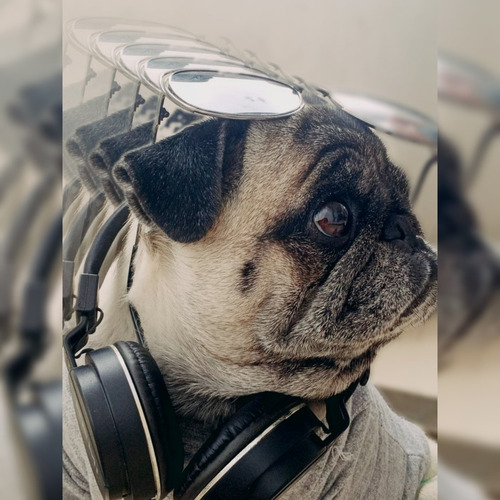 Imagem 5 de 5 de Filhotes De Pug