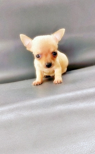 Imagen 7 de 9 de Chihuahua Divinos Cachorros Miniatura Puros