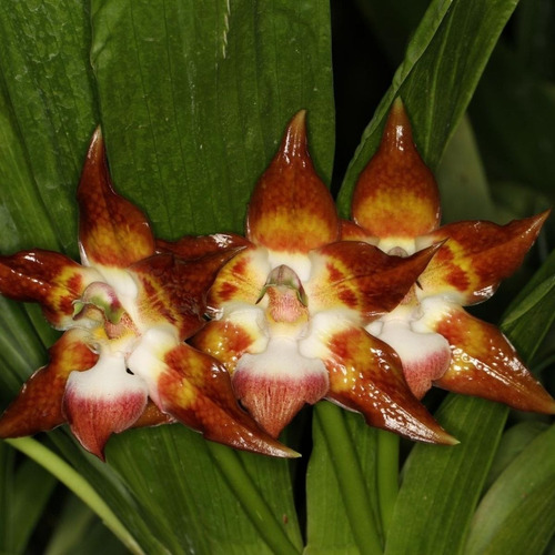 Huntleya Meleagris (orquídea Rara Estrela Da República)