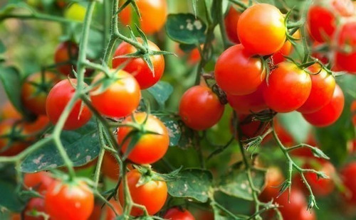 Tomate Cereja - 2.20gr De Sementes