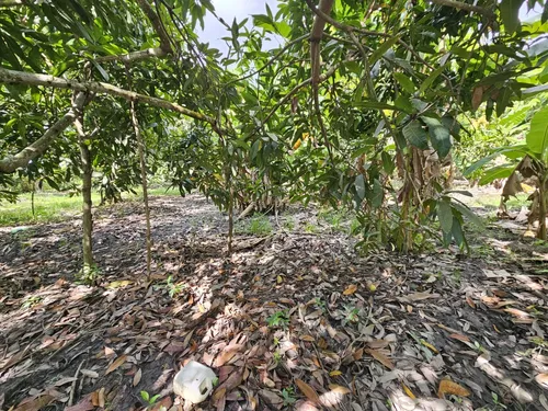 Oportunidad De Inversión Se Vende Finca En El Espinal,tolima