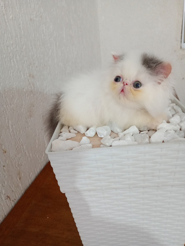 Gatinho Persa Branco E Cinza