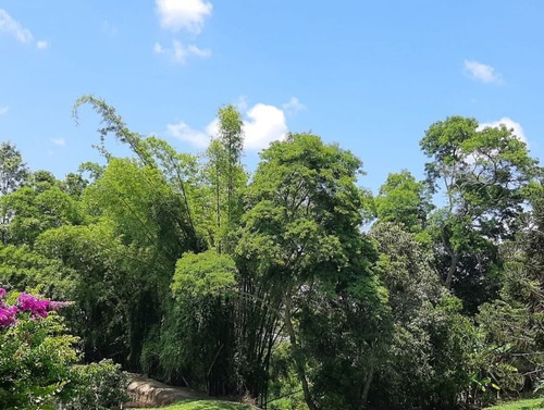Imagem 9 de 27 de Chácara Com 2 Dormitórios À Venda, 10000 M² - Bairro Da Barra - Sarapuí/sp - Ch0534