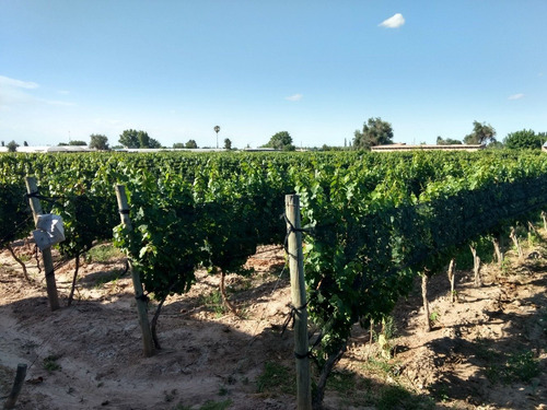 Imagen 6 de 13 de 3,9 Has En Excelente Estado. Maipú, Mendoza