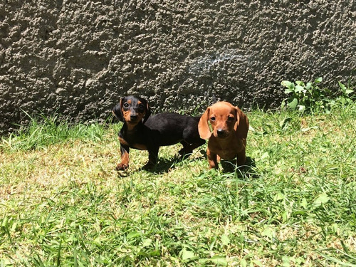 Cachorros Salchicha Dachshund Miniatura