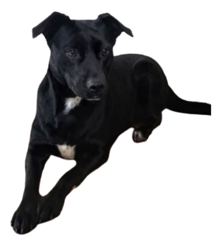 Keyla, Bella Y Amorosa , 2 Añitos, Medianita Ideal; Adopción