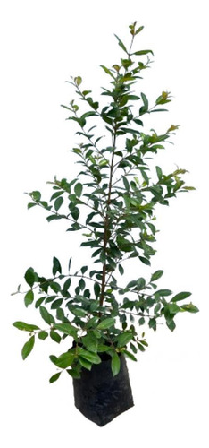 Plantas Eugenia Myrtifolia Cerco Perimetral Vivero Pack X12