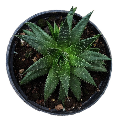 Suculenta Haworthia Aristata - Aloe Aristata