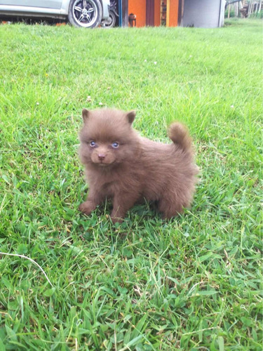 Cachorro Pomerania Chocolate