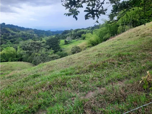 Venta Finca La Tebaida Cultivada En Pasto - 40 Cuadras