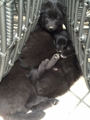 Lindos Cachorros De Pastor Belga