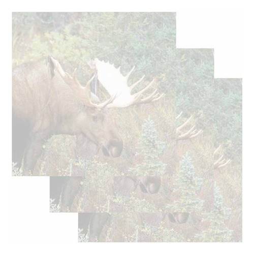 Moose Sticky Note  Juego 3 Diseño Animal Vida Silvestre