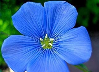 Semillas De Flores De Lino Azul A Granel Sin Omg Linum Peren