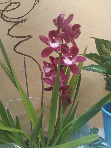 Orquídeas Cymbidiuns Adultas - Varias Cores A Escolher