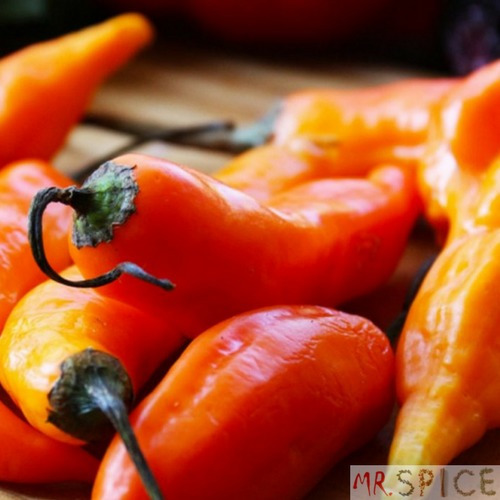 Sementes Da Pimenta Aji Amarillo Pimenta Peruana Para Vasos