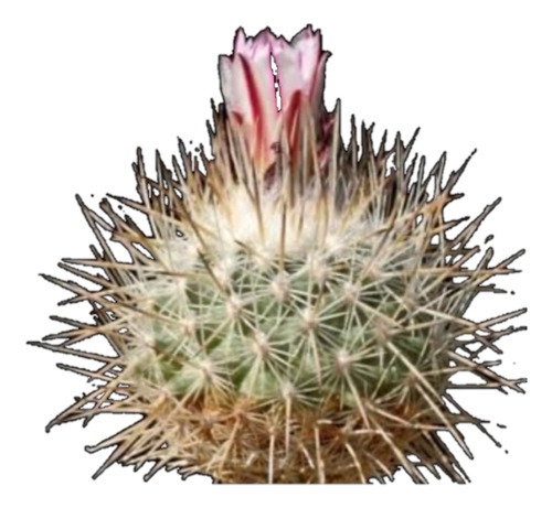 Rapicactus Mandragora (turbinicarpus) Cactus Colección (Usado)