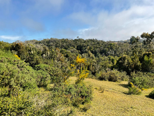 Chauman Sector Playa, Ancud, Chiloé, Región De Los Lagos