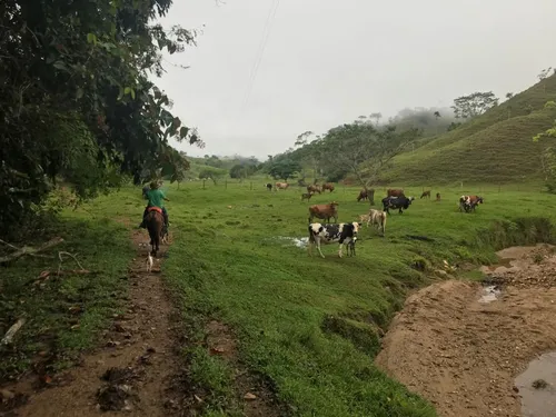 Se Vende Finca Ganadera En Doradal