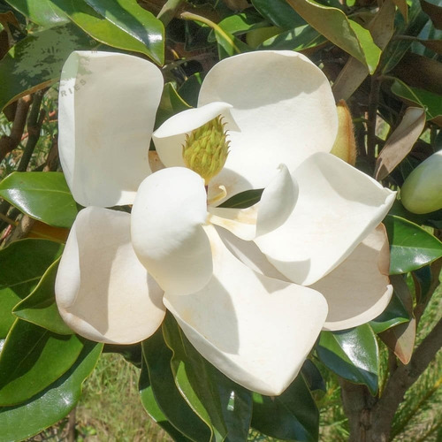 Imagen 3 de 8 de Magnolio, Magnolia. Magnolia Grandiflora Ejemplar (seña)