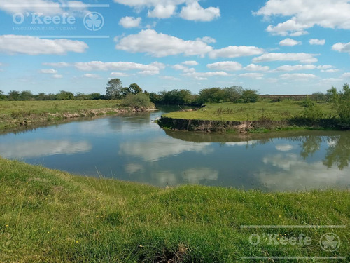 Imagen 10 de 26 de Chacra En Venta En San Nicolas De Los Arroyos - Plantación De Nuez Pecan En Producción