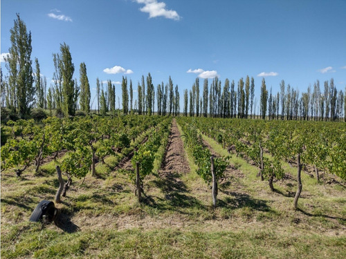 Vendo Finca De 20 Hectareas A Tranquera Cerrada San Rafael