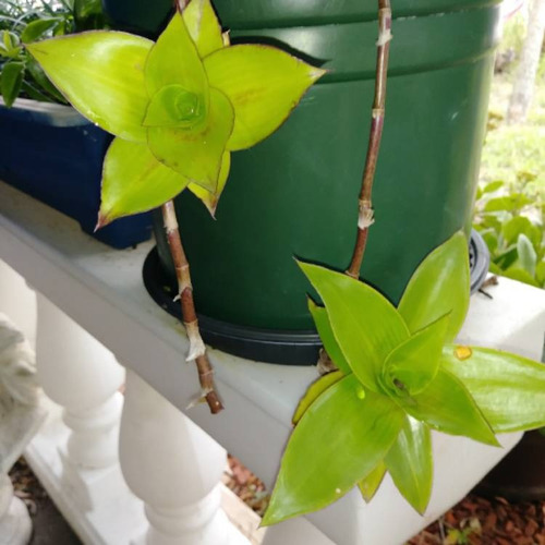 Imagen 2 de 4 de Planta Canasta Callisia Fragrans Medicinal 15cms
