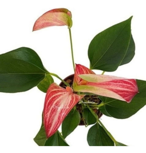 Mini Antúrio Livium Listrada Planta Natural Adulta Com Vaso