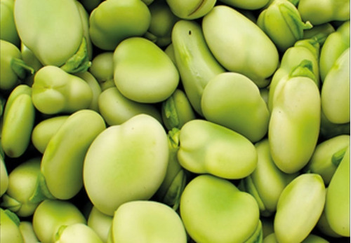 1 Kg De Habas Verdes De Oaxaca