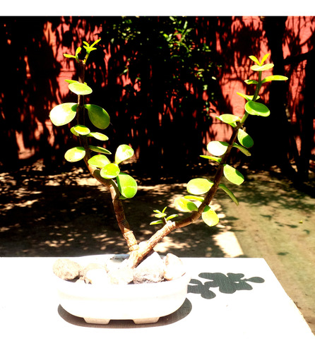 Mini Maceta Bonsai Suculenta Portucalaria
