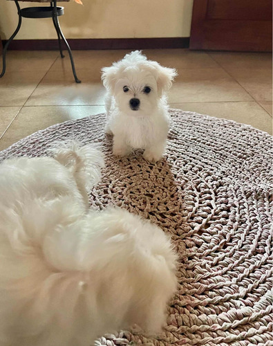 Imagen 4 de 4 de Cachorros Maltés Mini Listos Para Entregar
