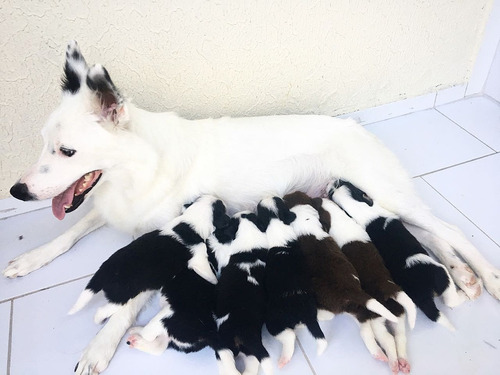 Border Collie