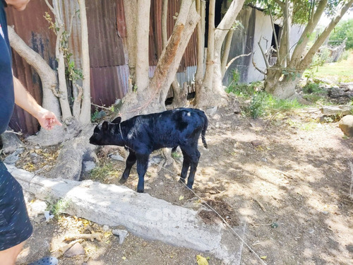 Venta Campo 36,2ha En Toledo Chico Con Chacra Y 2 Pozos