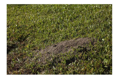 Imagen 2 de 4 de Ortho Orthene Insecticida Contra Hormigas De Fuego 340gr