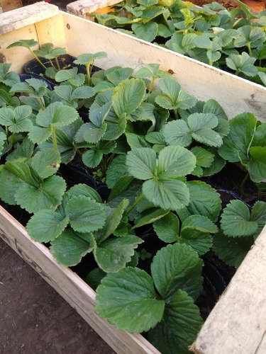 Promo Cajon 15 Plantas De Frutillas - Huerta - Maceta 12