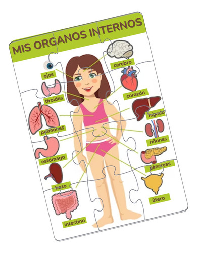 Rompecabezas Del Cuerpo Humano Nivel Inicial Pack X 5