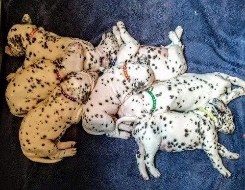 Lll A Collares De Identificación For Cachorros 19 Piezas