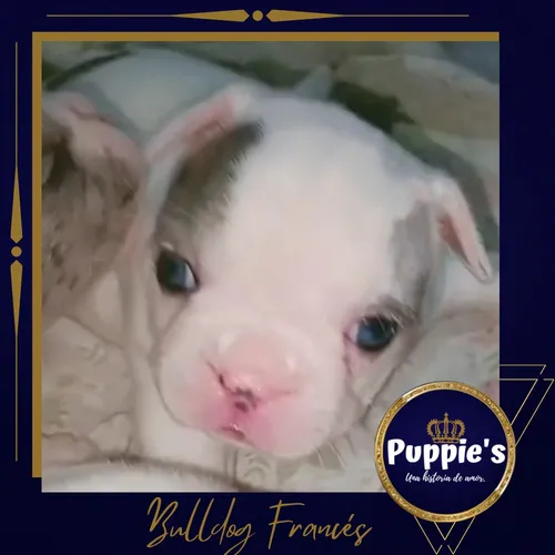 Bulldog Francés Pied Blue Merle Unico (Usado)