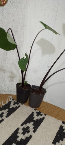 Alocasia Black Magic. Oreja De Elefante. Xanthosoma Violaceu