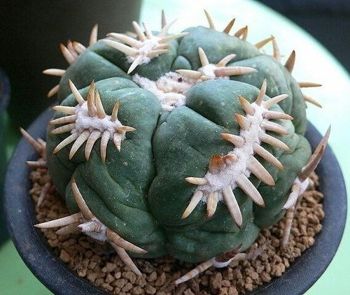 50 Semillas De Cactus Azteca