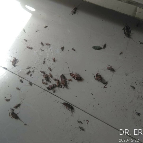 Imagen 5 de 5 de Cucarachas Y Chiripas Con Polvo Y Liquido Fumigaciones