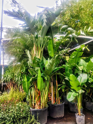 Strelitzia Nicolai Grande- Flor De Pajaro - Ejemplar Gigante
