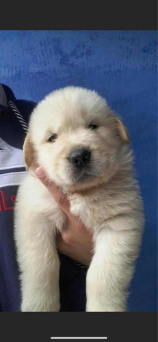 Filhotes Golden Retriever Pedigree E Microship Imediato