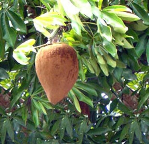 Planta Pachira Aquatica